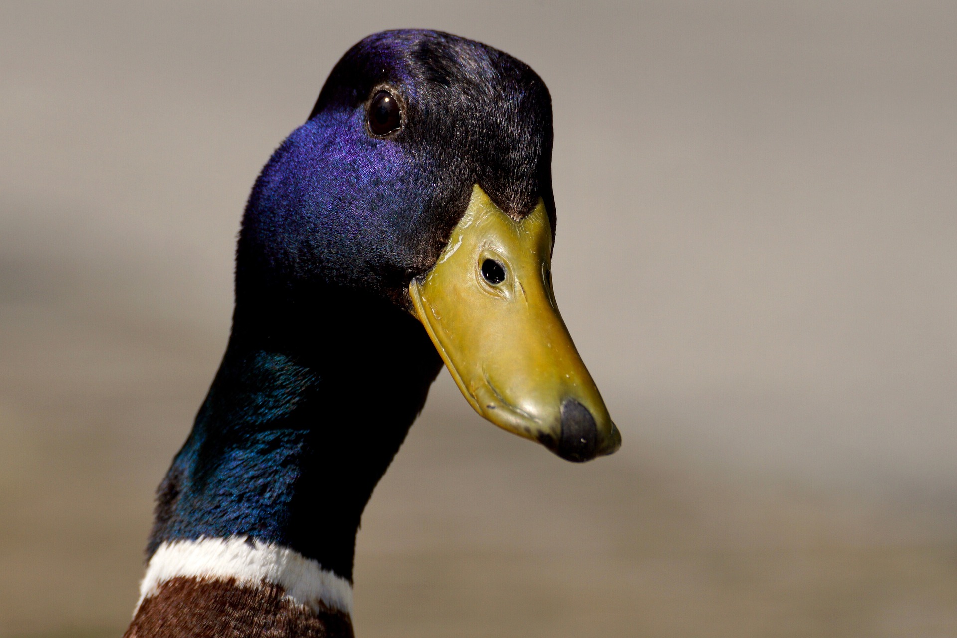 canard